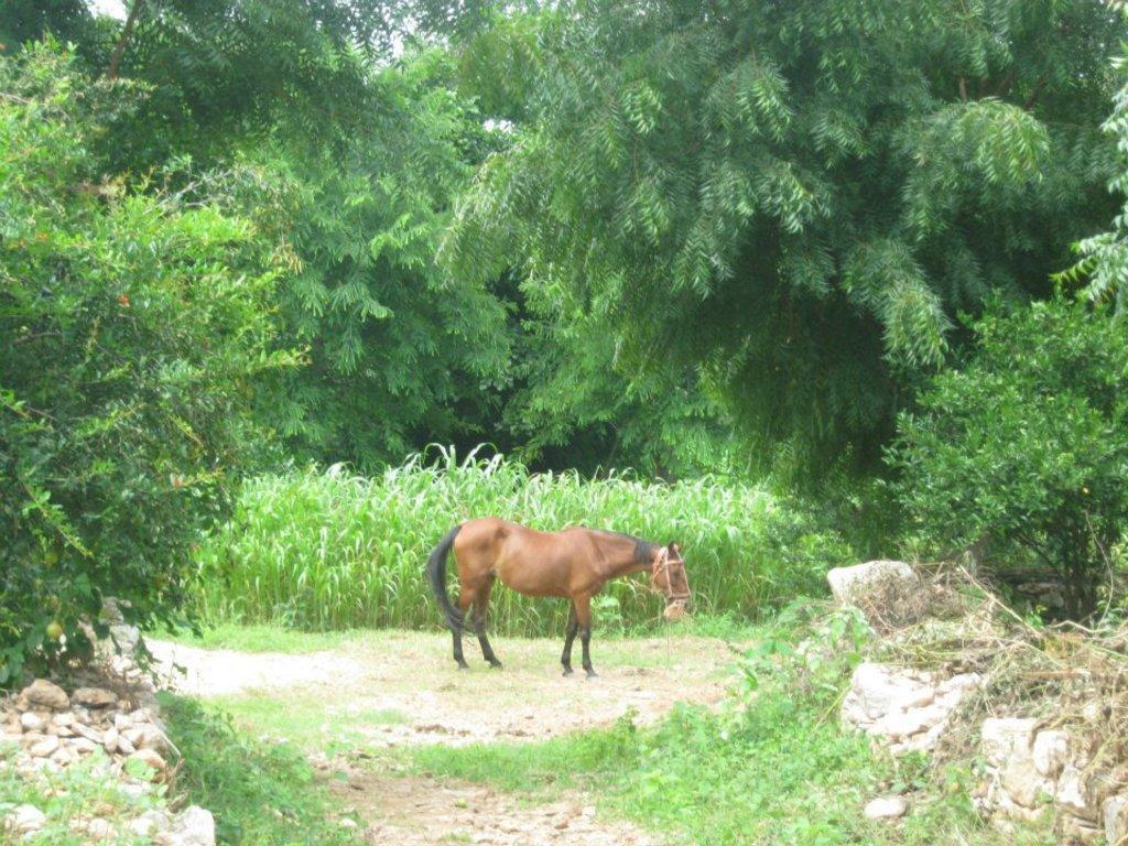 Villa Krishna Ranch Udaipur Esterno foto