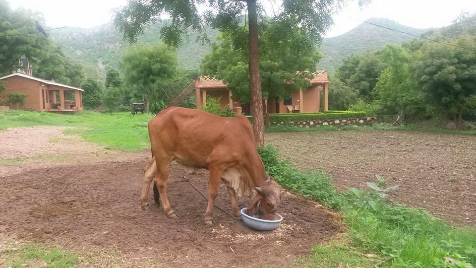 Villa Krishna Ranch Udaipur Esterno foto